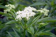 Dwarf Elder - Sambucus ebulus L.