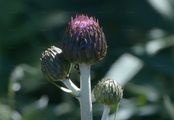 Gewöhnliche Alpenscharte - Saussurea alpina (L.) DC.
