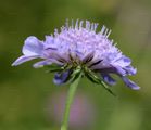 Small Scabious - Scabiosa columbaria L.