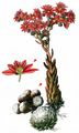 Cobweb House-Leek - Sempervivum arachnoideum L.