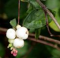 Snowberry - Symphoricarpos albus (L.) S. F. Blake