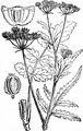 Hartwort - Tordylium maximum L.