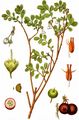 Rauschbeere - Vaccinium uliginosum L.