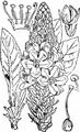 Kleinblütige Königskerze - Verbascum thapsus L.