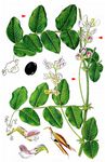 Hecken-Wicke - Vicia dumetorum L. 