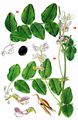 Purple Wood Vetch - Vicia dumetorum L.