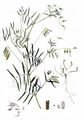 Smooth Tare - Vicia tetrasperma (L.) Schreb.