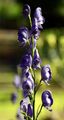 Blauer Eisenhut - Aconitum napellus L.