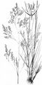 Sumpf-Straußgras - Agrostis canina L.