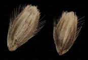 Orange Foxtail - Alopecurus aequalis Sobol.