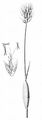 Rendle's Meadow Foxtail - Alopecurus rendlei Eig