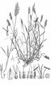 Annual Vernal-Grass - Anthoxanthum aristatum Boiss.