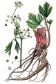 Wild Celery - Apium graveolens L.