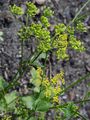 Wild Celery - Apium graveolens L.