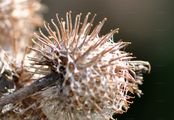 Woolly Burdock - Arctium tomentosum Mill.