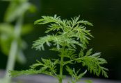 Einjähriger Beifuß - Artemisia annua L.