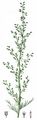 Feld-Beifuß - Artemisia campestris L.