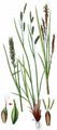 Short-Spiked Sedge - Carex brachystachys Schrank