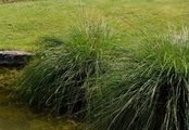 Rispen-Segge - Carex paniculata L.