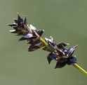 Spiked Sedge - Carex spicata Huds. 