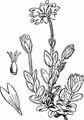 Alpen-Hornkraut - Cerastium alpinum L.