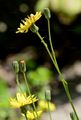 Smooth Hawk's-Beard - Crepis capillaris (L.) Wallr.