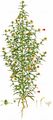 Stinking Fleabane - Dittrichia graveolens (L.) Greuter