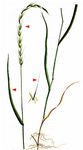 Hunds-Quecke - Elymus caninus (L.) L. 