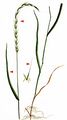 Bearded Couch - Elymus caninus (L.) L.