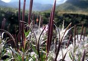 Kies-Weidenröschen - Epilobium fleischeri Hochst.