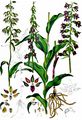 Dark-Red Helleborine - Epipactis atrorubens (Hoffm.) Besser