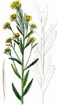Duft-Schöterich - Erysimum odoratum Ehrh. 