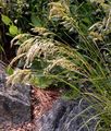 Chewing's Fescue - Festuca nigrescens Lam.
