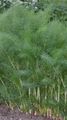 Gewöhnlicher Fenchel - Foeniculum vulgare Mill.