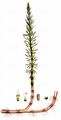 Mare's-Tail - Hippuris vulgaris L.