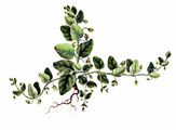 Round-Leaved Fluellen - Kickxia spuria (L.) Dumort.
