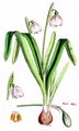 Spring Snowflake - Leucojum vernum L.