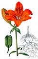 Acker-Feuerlilie - Lilium bulbiferum L.