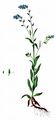 Upright Forget-Me-Not - Myosotis stricta Roem. & Schult.