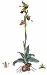 Echte Spinnen-Ragwurz - Ophrys sphegodes Mill. 