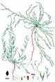 Knotgrass - Polygonum aviculare L.