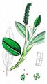 Shining Pondweed - Potamogeton lucens L.