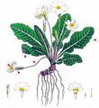Primrose - Primula acaulis (L.) L.