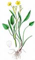 Lesser Spearwort - Ranunculus flammula L.