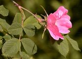 Glaucous Dog Rose - Rosa dumalis Bechst.