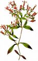 Kleines Seifenkraut - Saponaria ocymoides L.