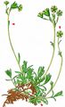 Musky Saxifrage - Saxifraga moschata Wulfen