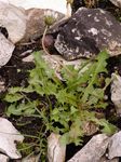 Alpen-Löwenzähne - Taraxacum sect. Alpina G. E. Haglund 