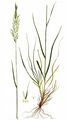 Upright Brome - Bromopsis erecta (Huds.) Fourr.