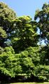 Indian-Bean-Tree - Catalpa bignonioides Walter